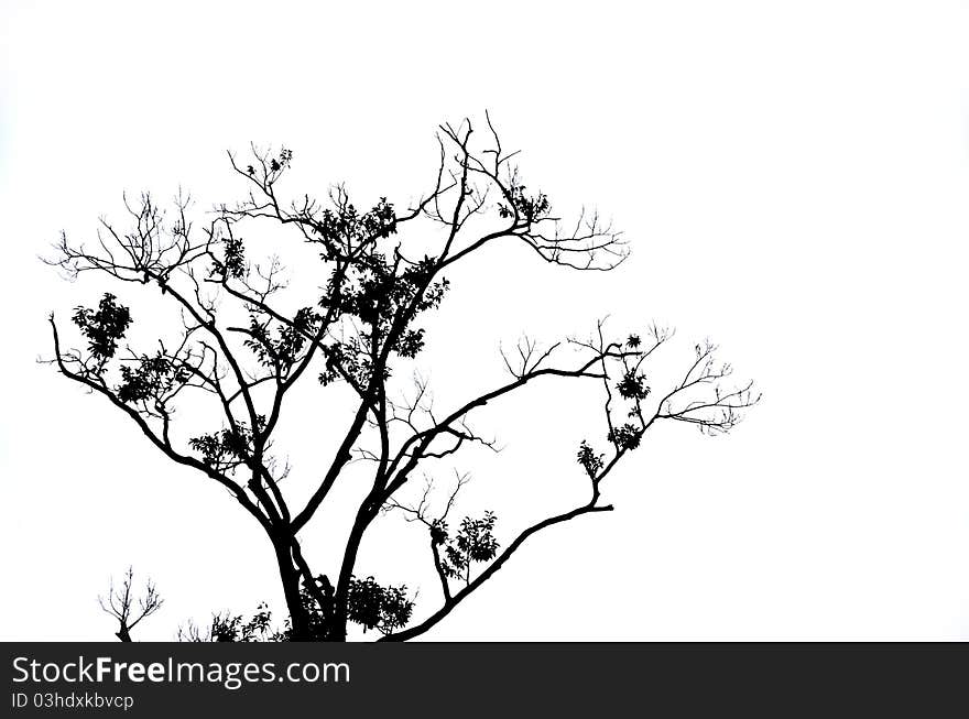 Branches of dead tree