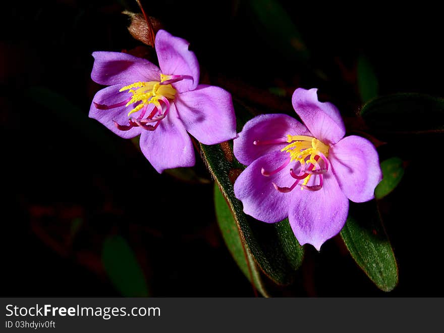 This is a picture of Osbeckia. This is a picture of Osbeckia