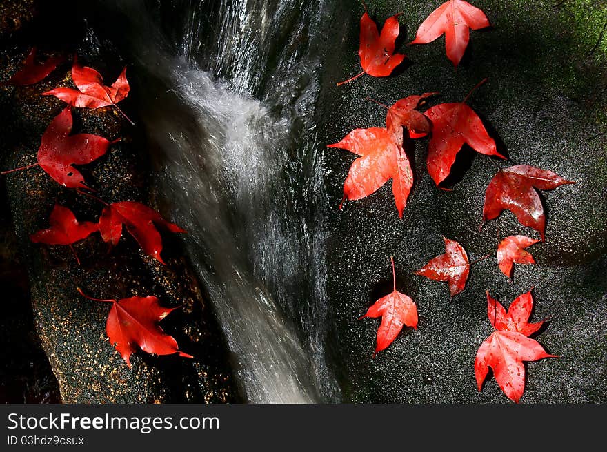 Maple leaves I