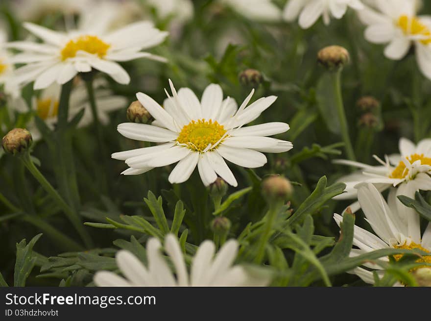 Close-up of daisy with soft focus. Close-up of daisy with soft focus