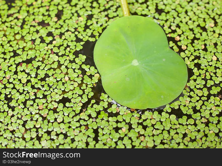 Lotus leaf in a lotus pond. Have surrounded the location. Lotus leaf in a lotus pond. Have surrounded the location.