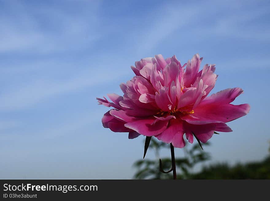 Peony Flowers