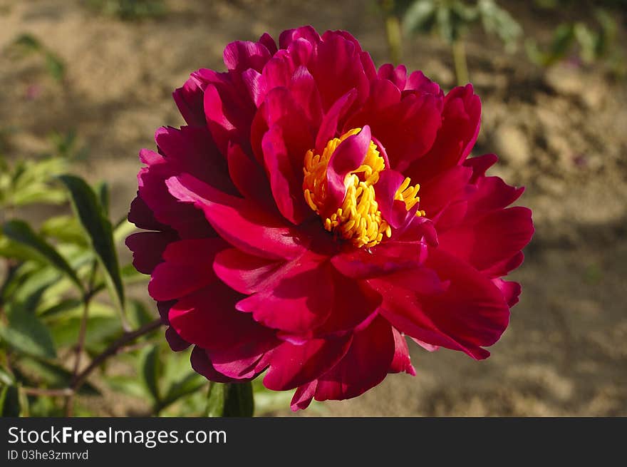 Peony Flowers