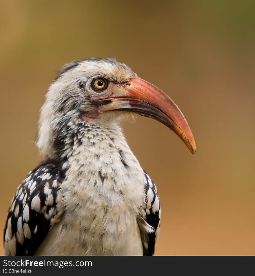 Very detaailed Red billed hornbill closeup against a lovely background