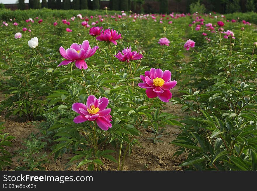 Peony Flowers