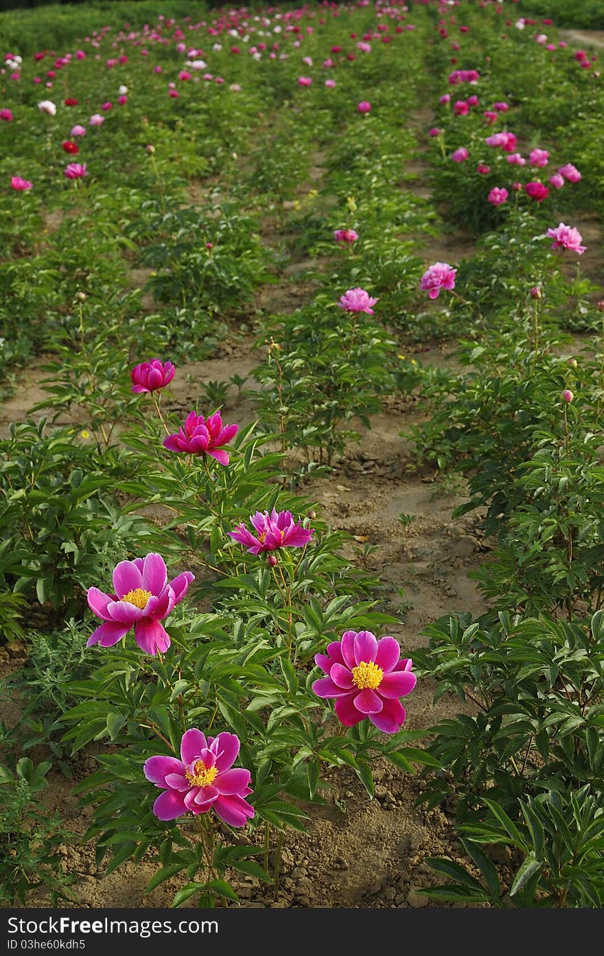 Peony Flowers