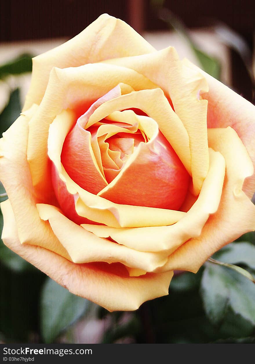 Yellow-Red Single Rose