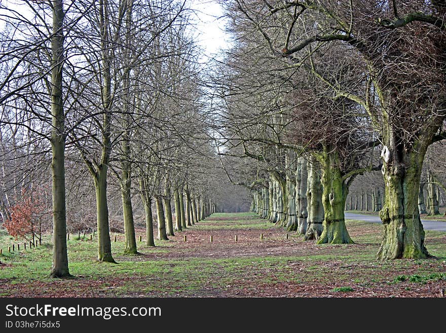 Lime Trees.