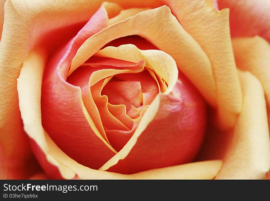 Yellow Red Orange Rose Petals of Single Bud