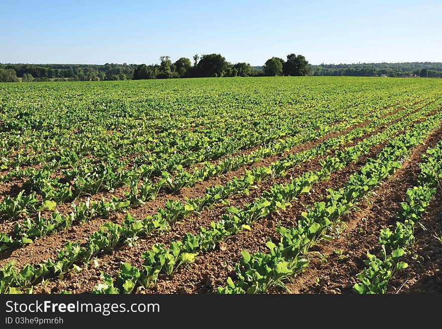 Field aligned beet seedlings on a blue sky. Field aligned beet seedlings on a blue sky