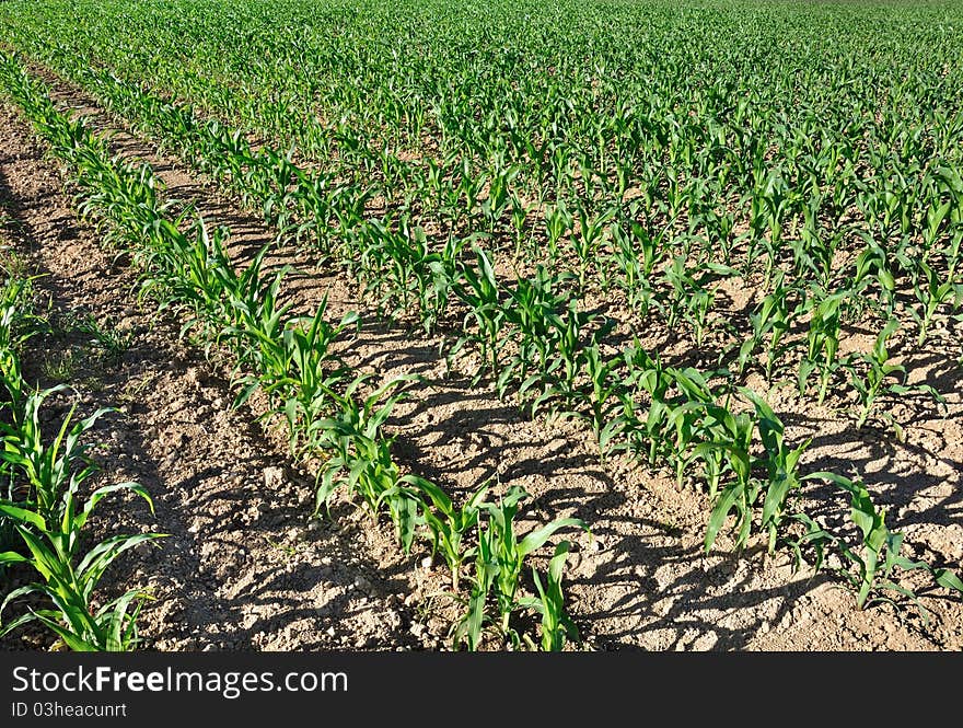 Green Leaves Of Corn In A Field