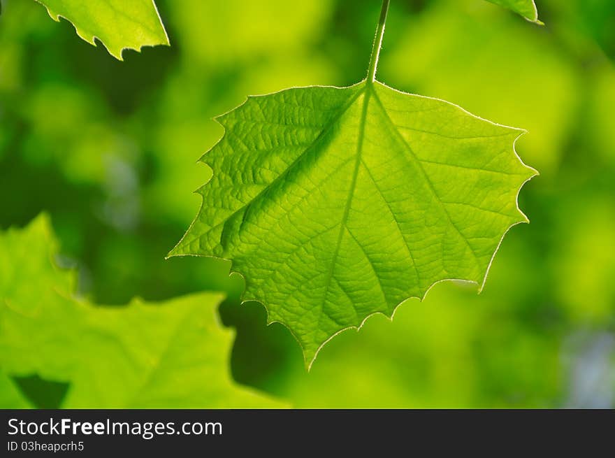 Green leaves in foreground with shallow focus. Green leaves in foreground with shallow focus