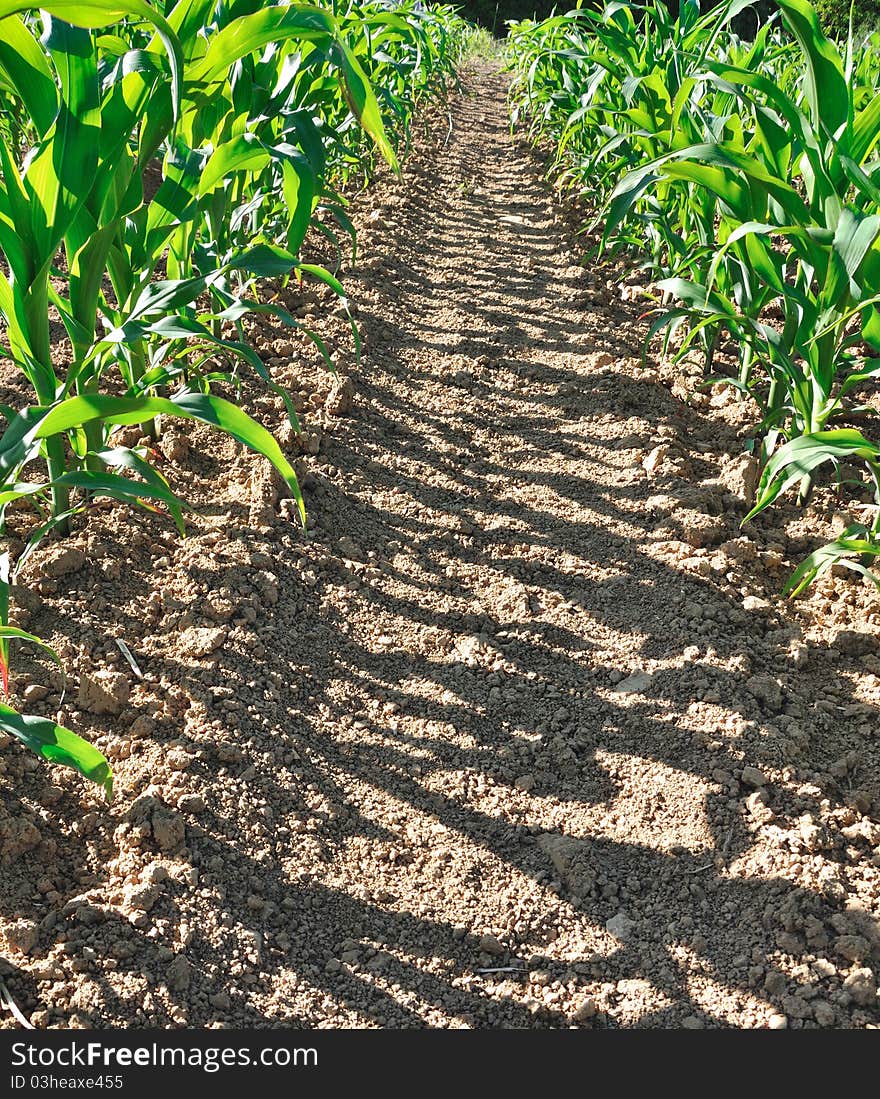 Green leaves of corn in a field