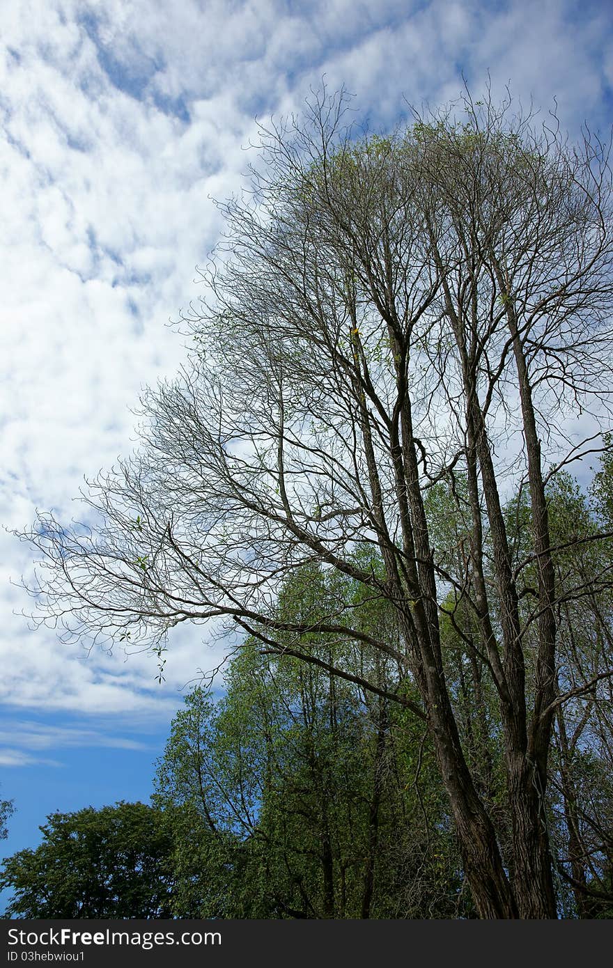 The branches of trees on a sky background.