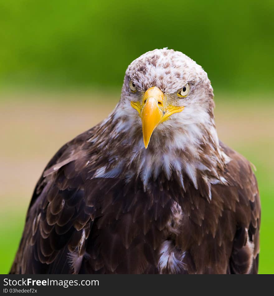 Portrait of a beautiful Bald Eagle