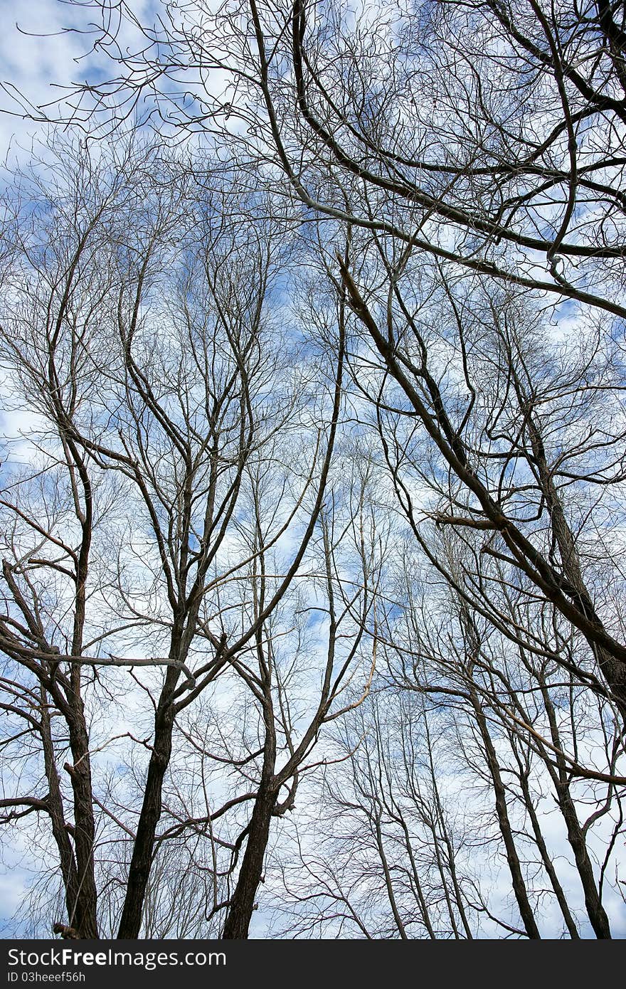 The branches of trees on a sky background.