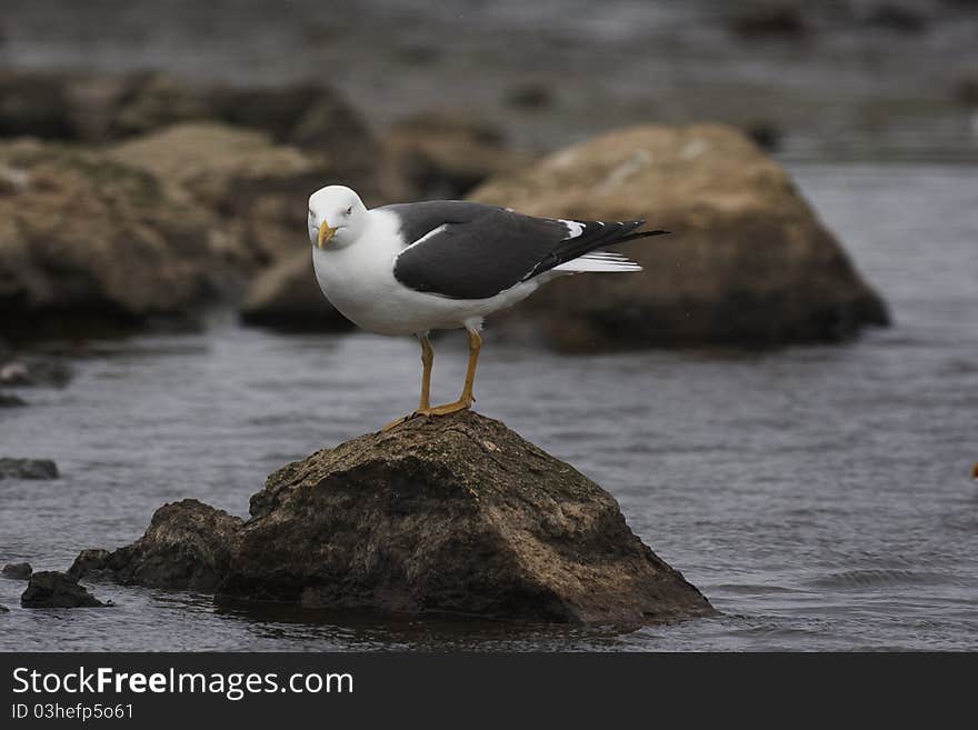 Lesser Black-back gull