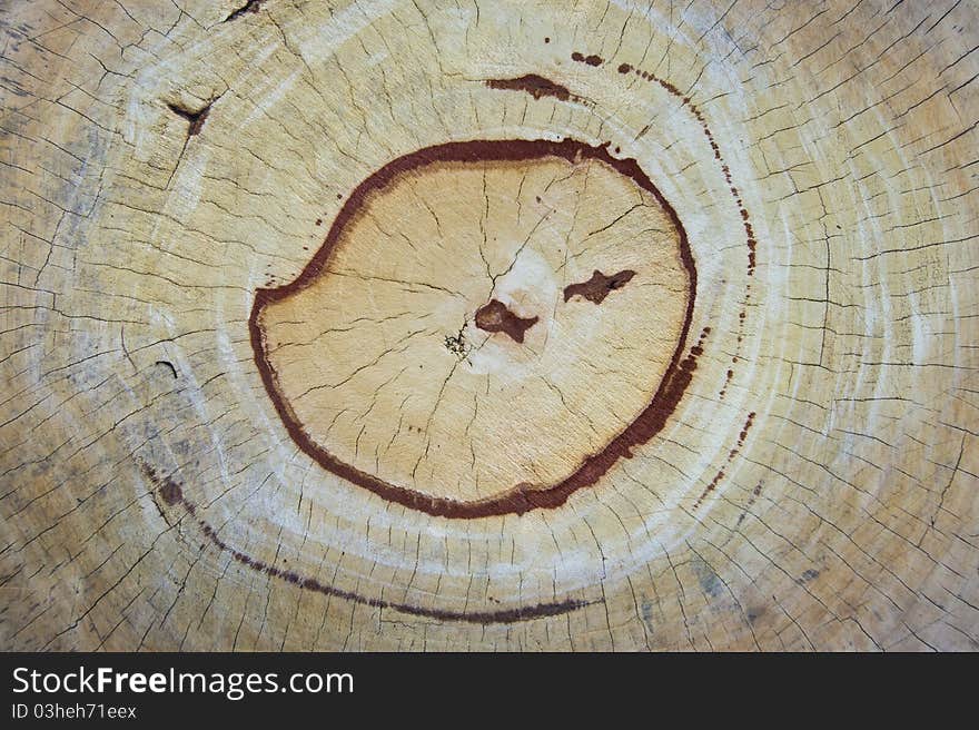 Cross-section of the old tree