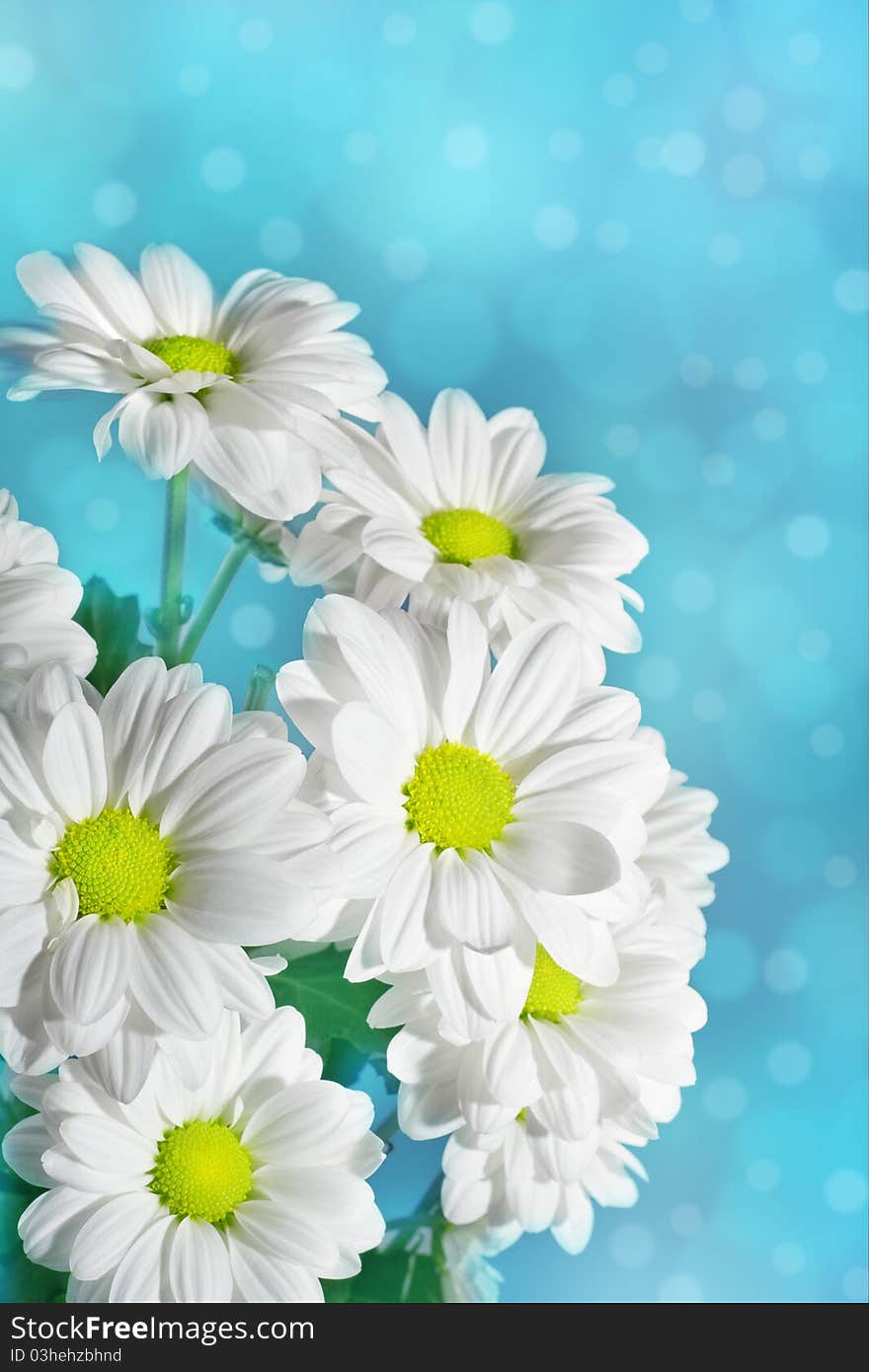 Daisies flowers on blue background