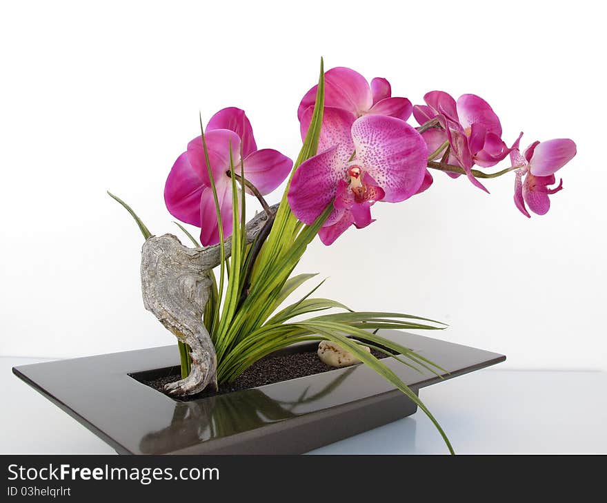 Pretty elegant decorative flowering plant