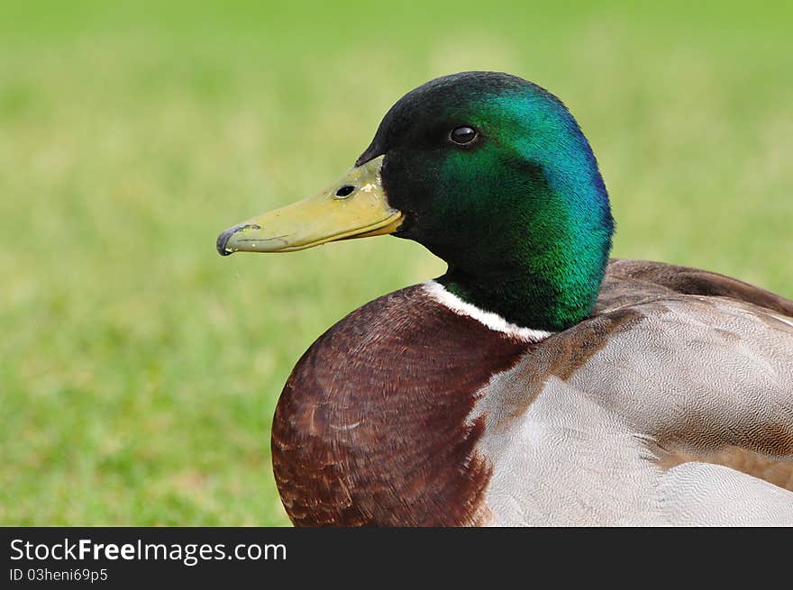 Duck