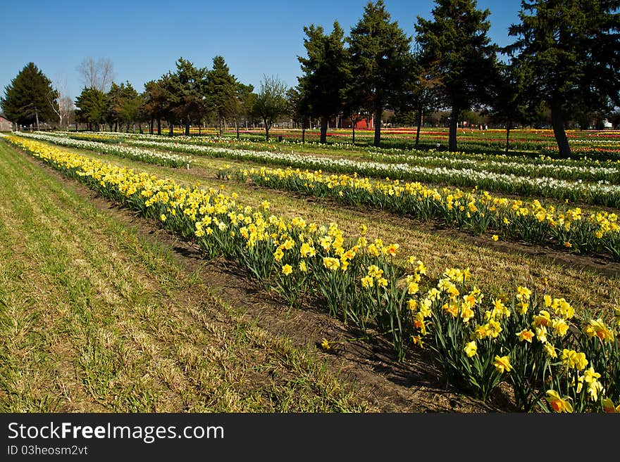 Rows of spring daffodils growing on a farm. Rows of spring daffodils growing on a farm