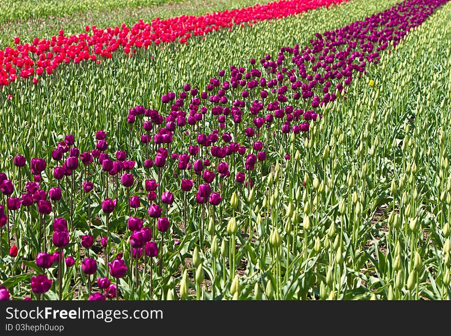 Rows of spring tulips growing on a farm. Rows of spring tulips growing on a farm