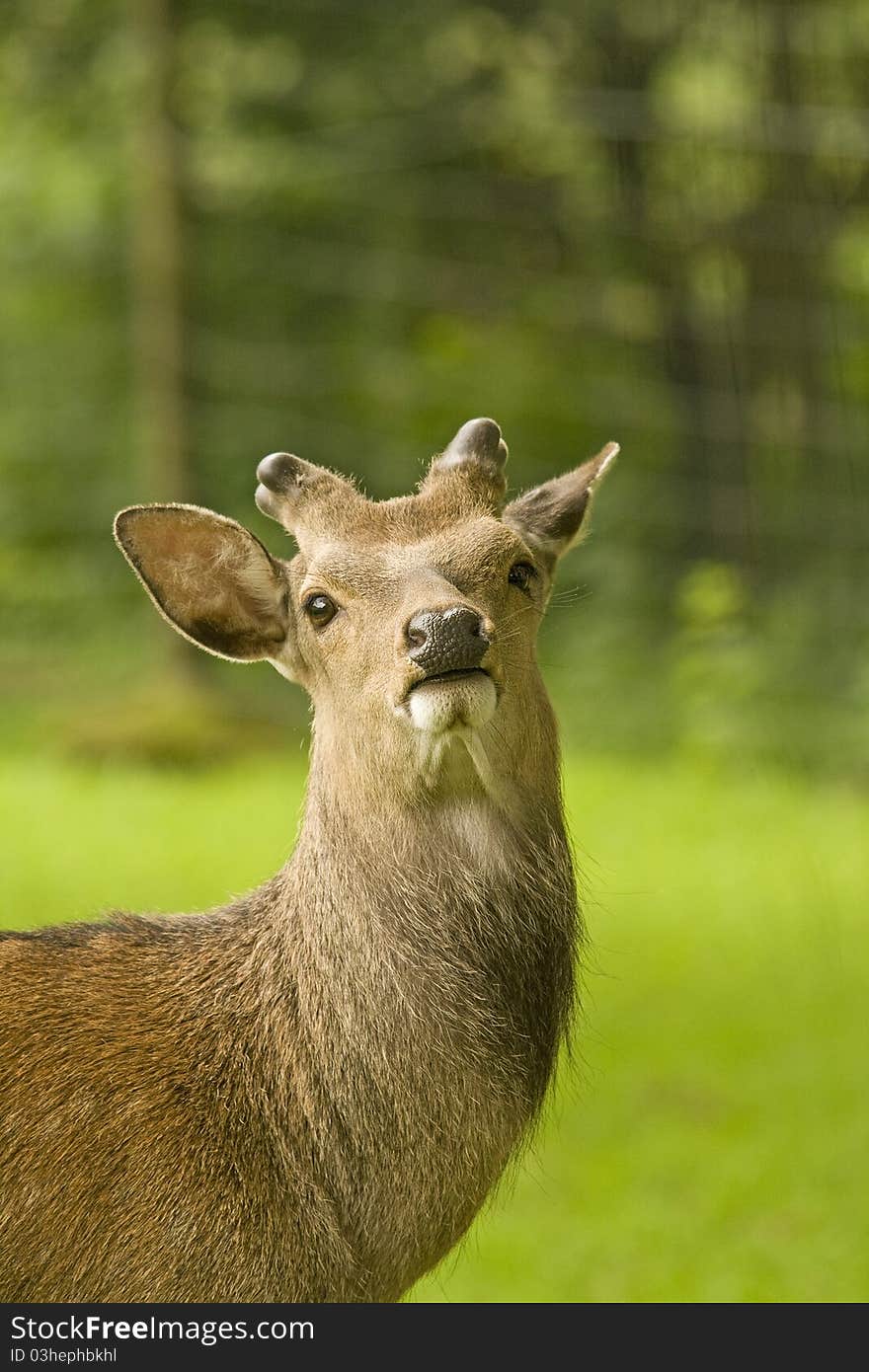 Sika Stag, Deer I Will Be Beautiful