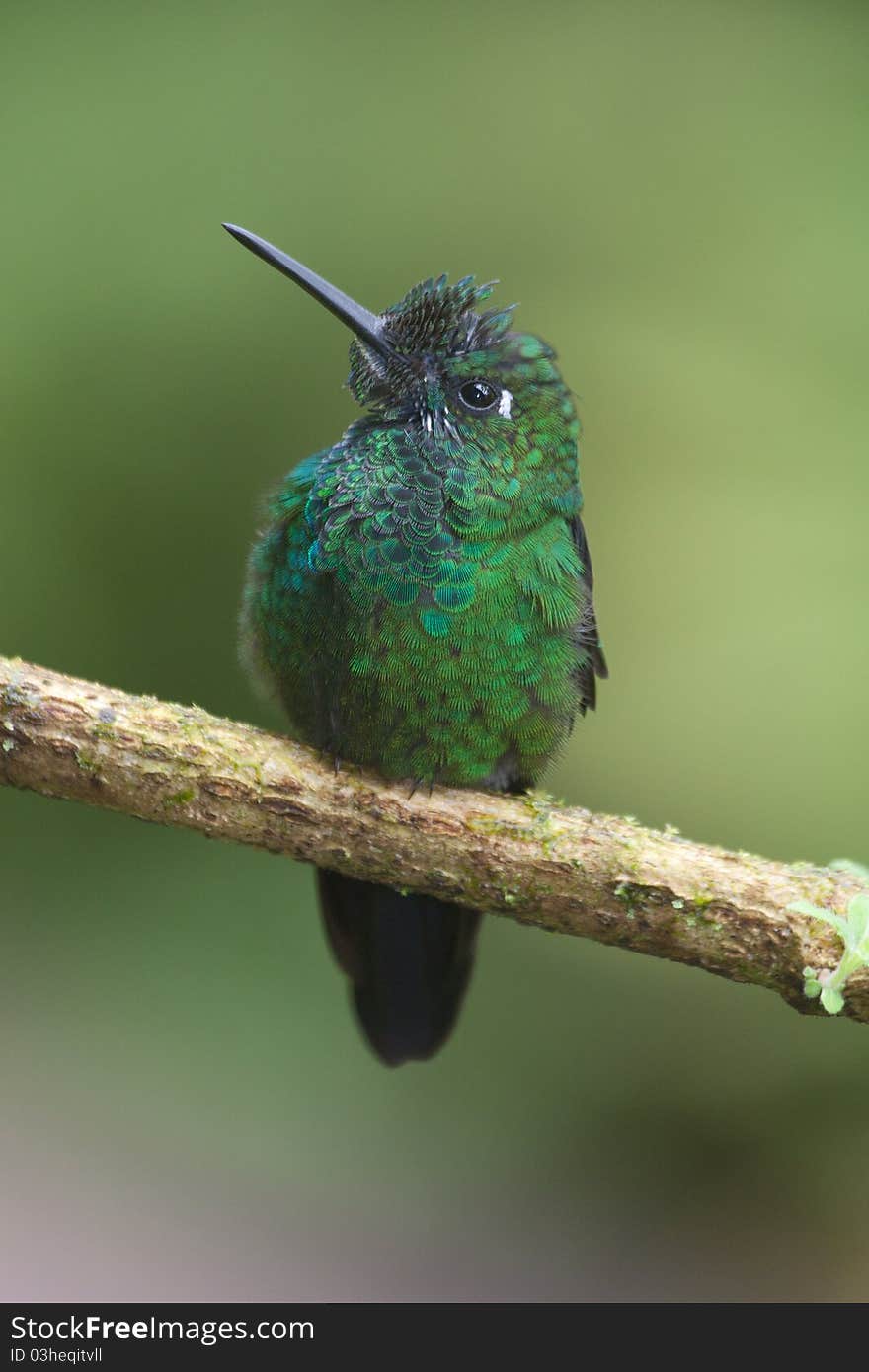 Green-crowned brilliant (Heliodoxa jacula) male hummingbird on perch with calm natural background. Green-crowned brilliant (Heliodoxa jacula) male hummingbird on perch with calm natural background