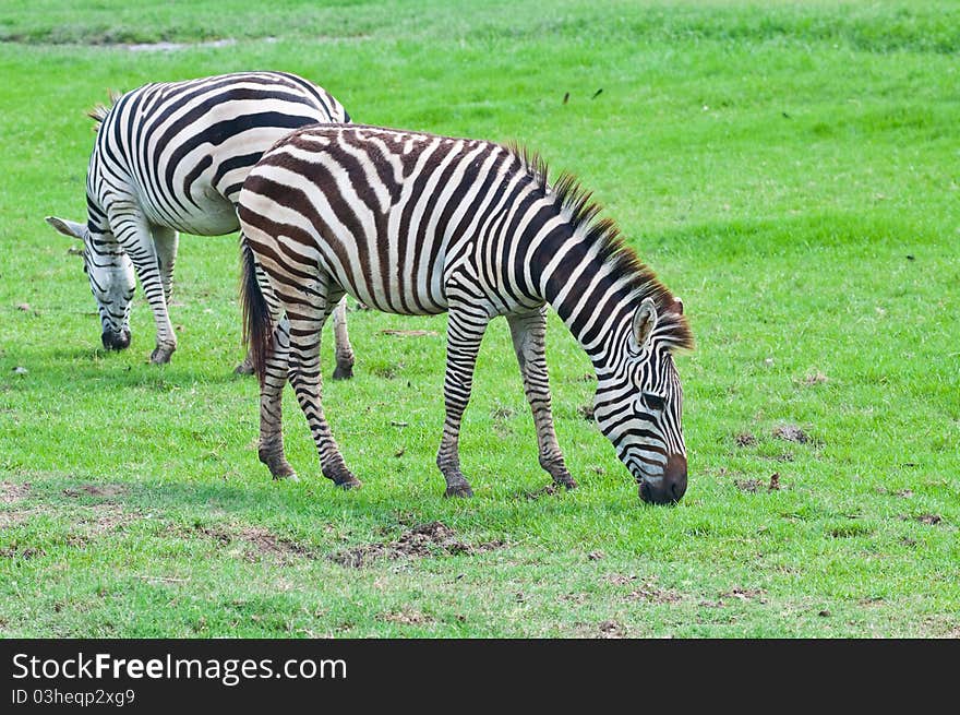 Two zebras on green field at open zoo, Thailand.