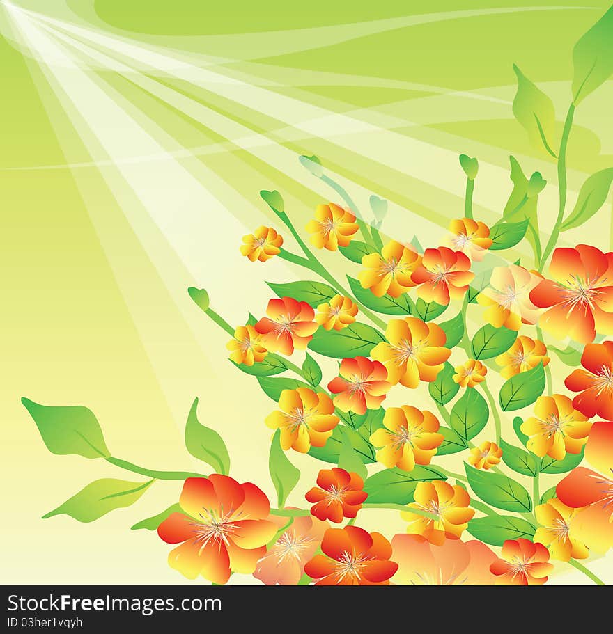 Bright flowers in sun beams. Bright flowers in sun beams