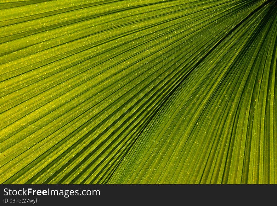 Bright green palm leaf veins running diagonally across image creating a dynamic natural pattern. Bright green palm leaf veins running diagonally across image creating a dynamic natural pattern