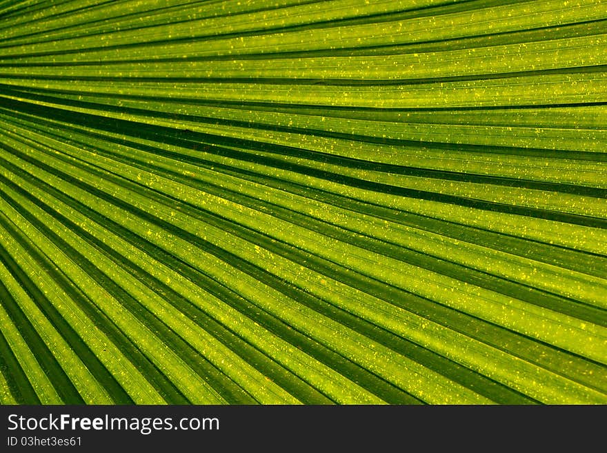 Palm leaf venation