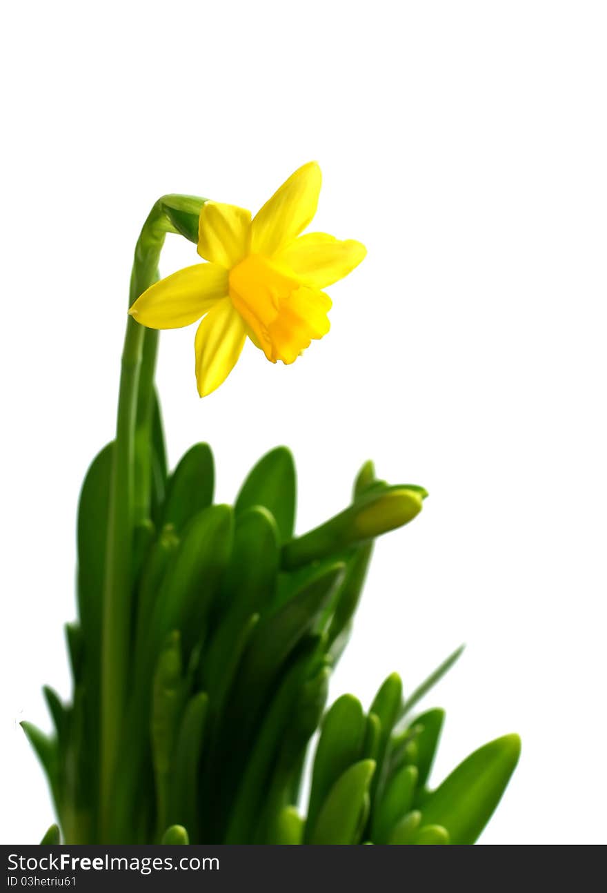 Narcissus flower isolated on white