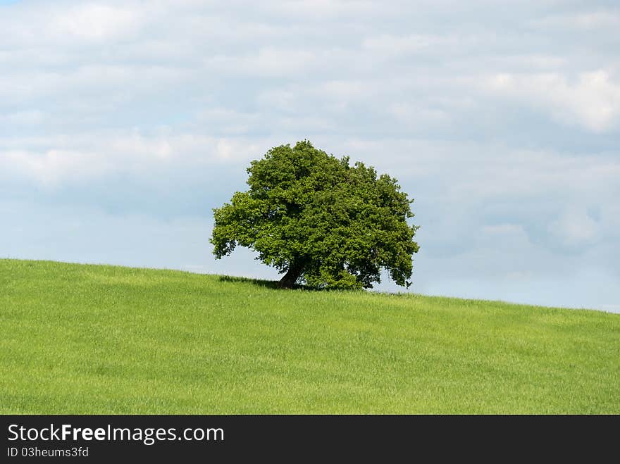 Lonely tree