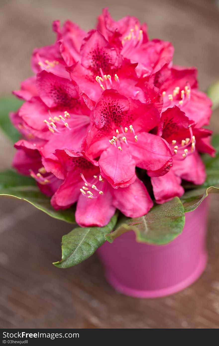 Pink rhododendron flower in flowerpot