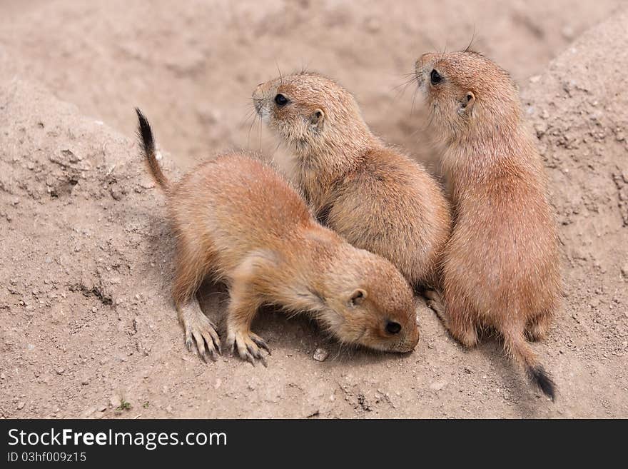 Young prairie dogs