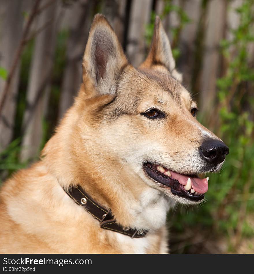 Hunting dog husky with red fur. Portrait. Hunting dog husky with red fur. Portrait