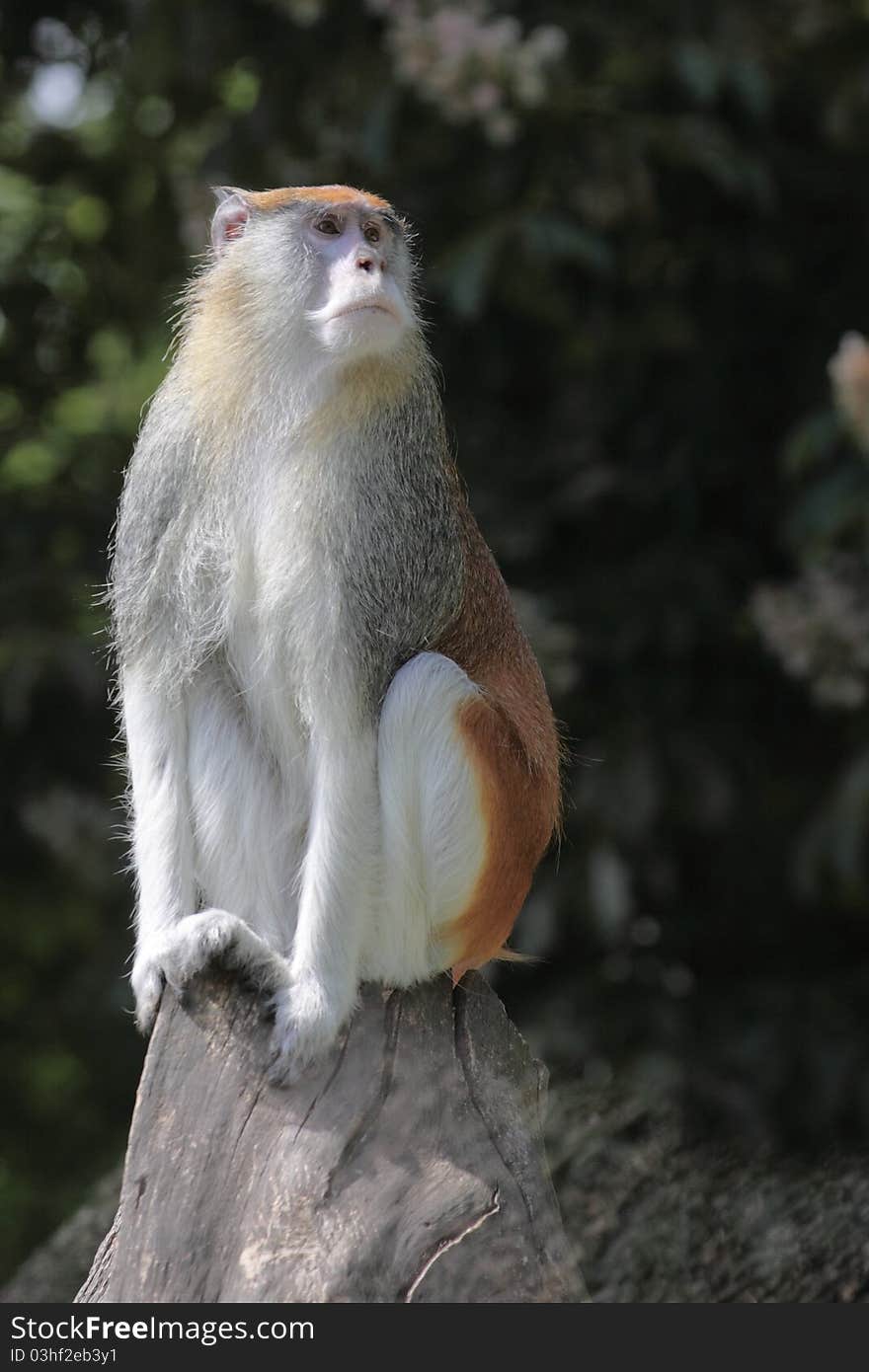 Patas monkey