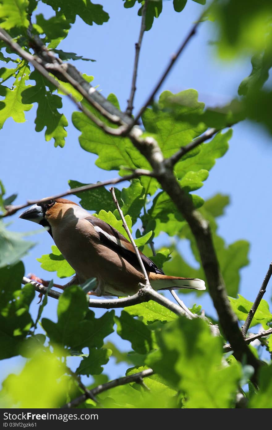 Hawfinch