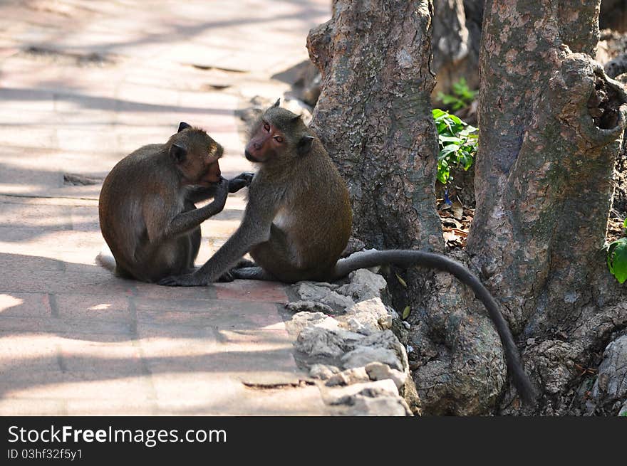 Monkey family on the hill