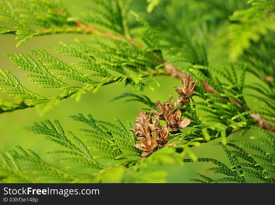 Macro shot of a fir tree brunch. Macro shot of a fir tree brunch