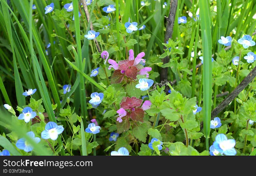 Still Life from Wild Flowers. Still Life from Wild Flowers