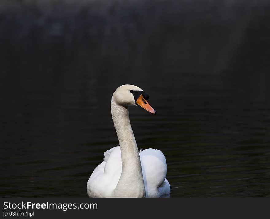 Swan