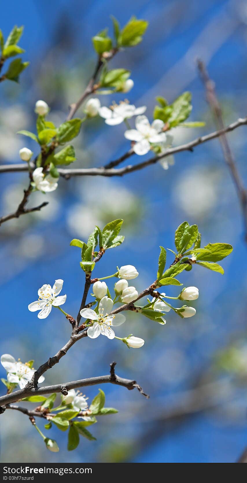 Spring branches of cherry tree against the blue sky