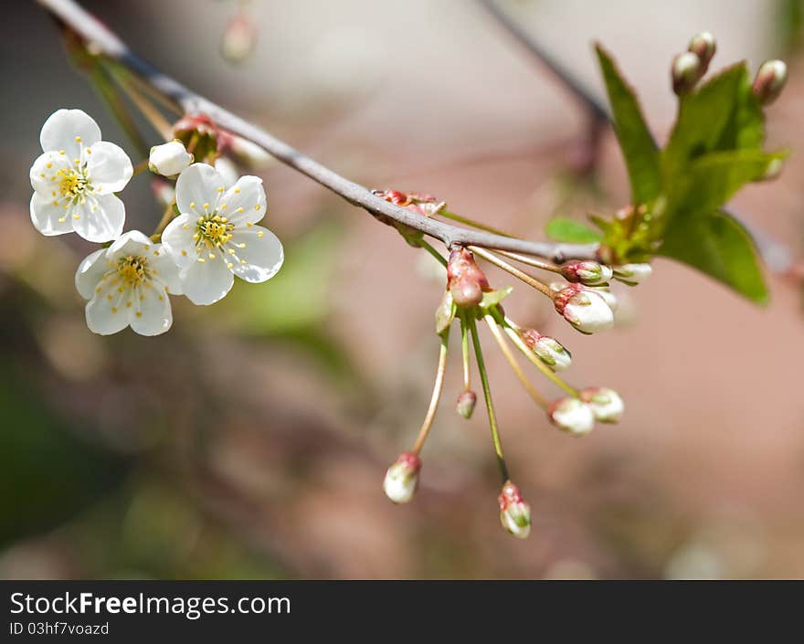 Spring branch of cherry tree against the sky