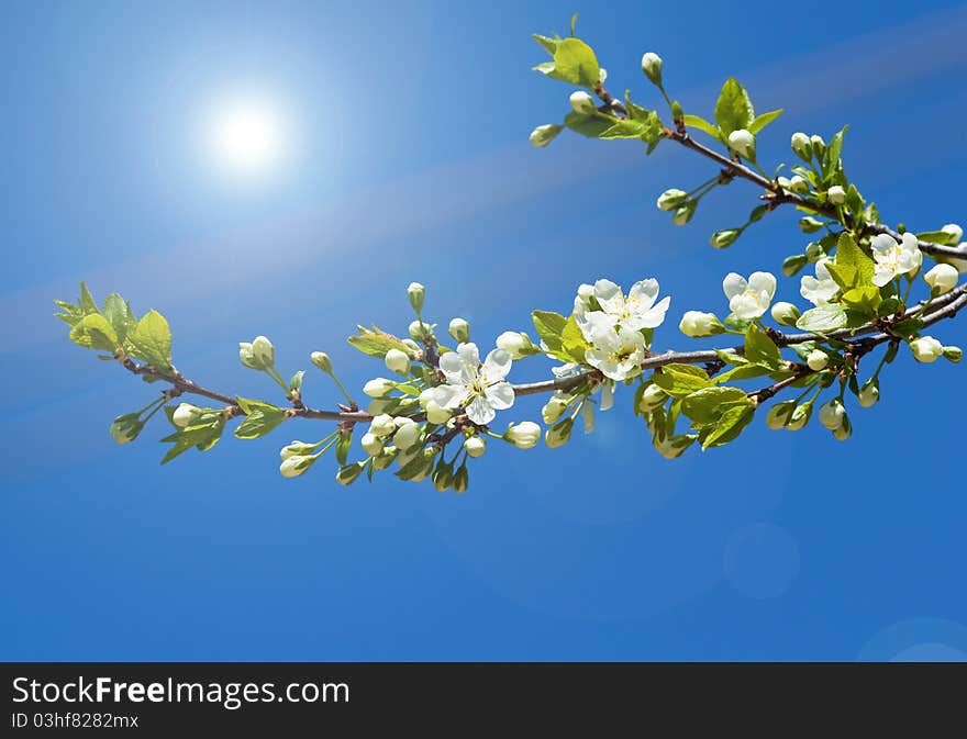 Spring branch of cherry tree against the blue sky