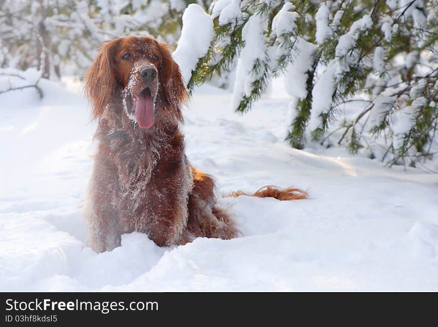 The dog with an open mouth barks. The dog with an open mouth barks