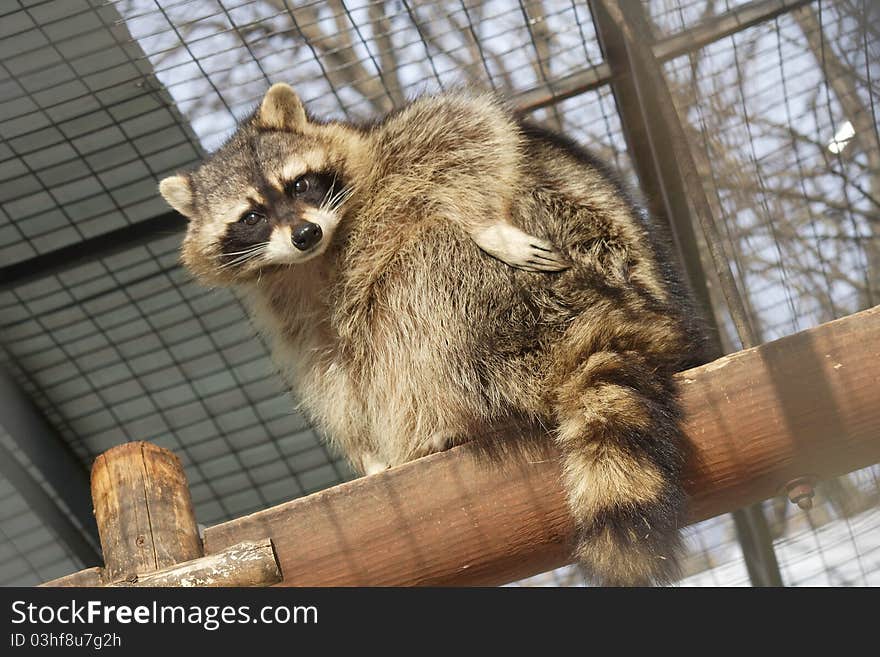 Racoon