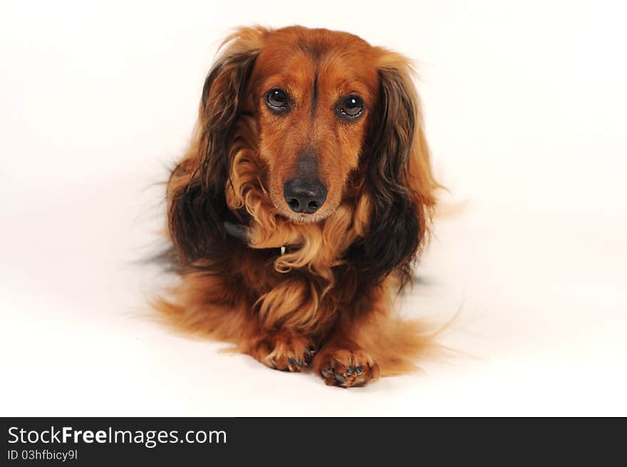 Little dog's laying on white background